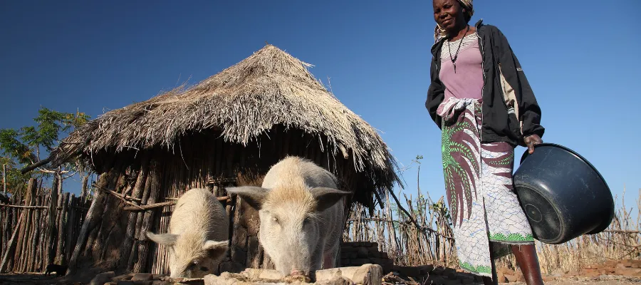 Farmer Paula De Sousa feeds her pigs, in Muchamba village, Tete province, Mozambique. Image credits: S. Mann (International Livestock Research Institute - ILRI)