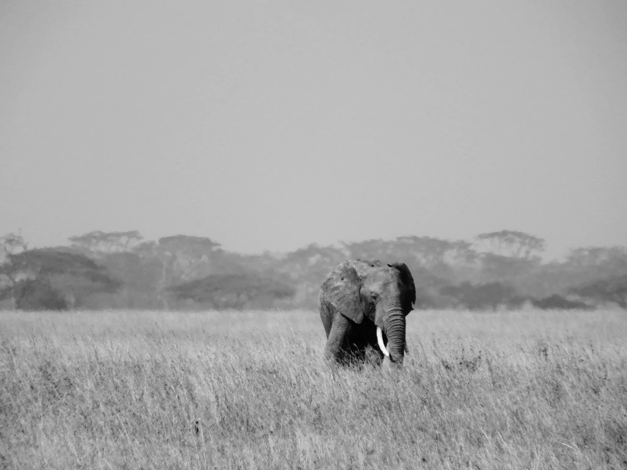 photo of elephant on safari