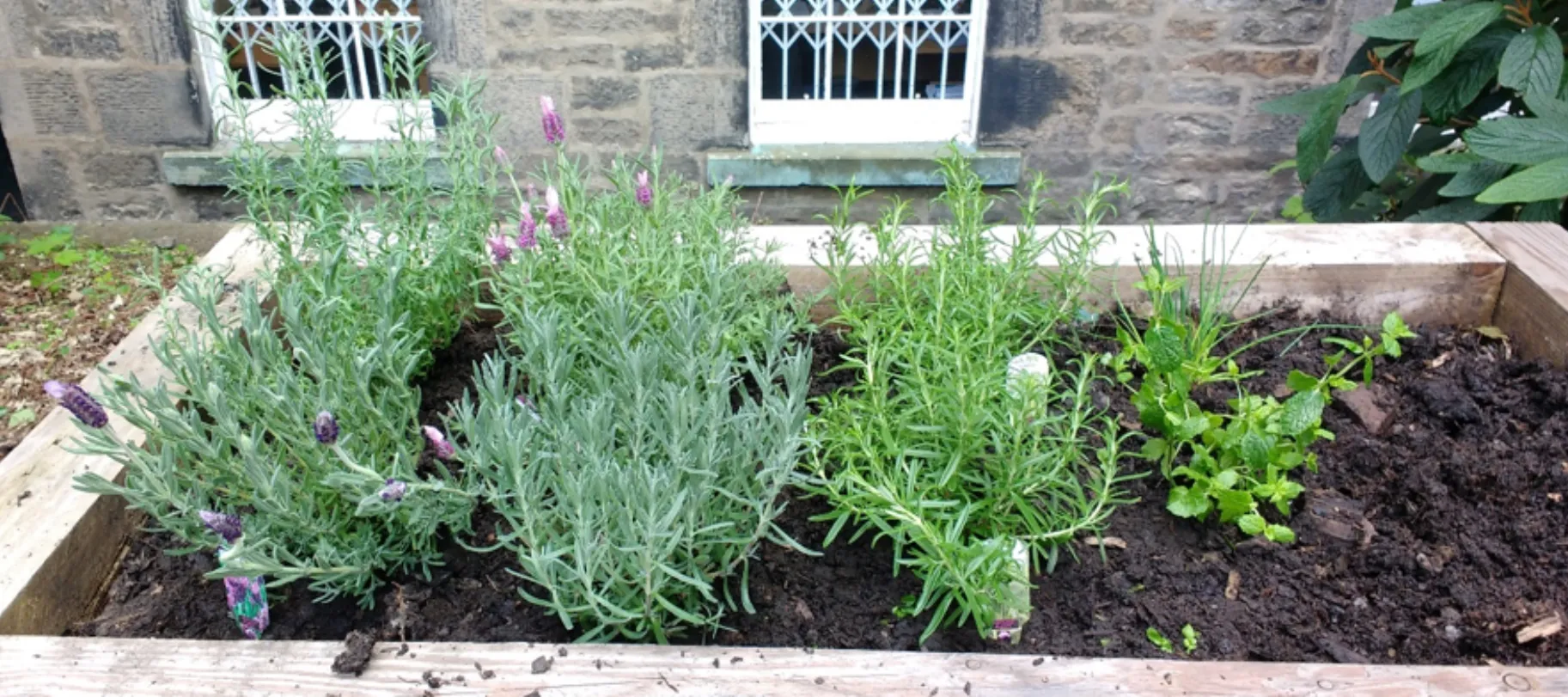 plants in the garden