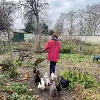 Keeping chickens in Versailles