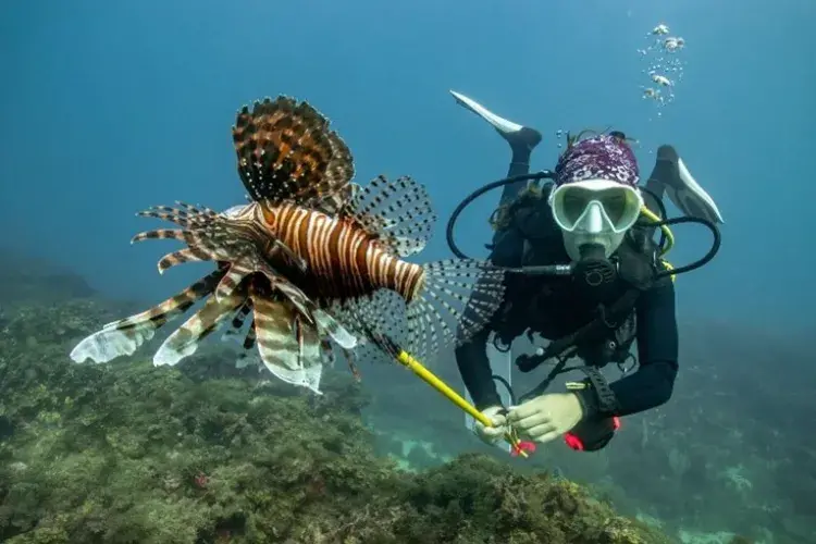 Diving in the Bay of Tela