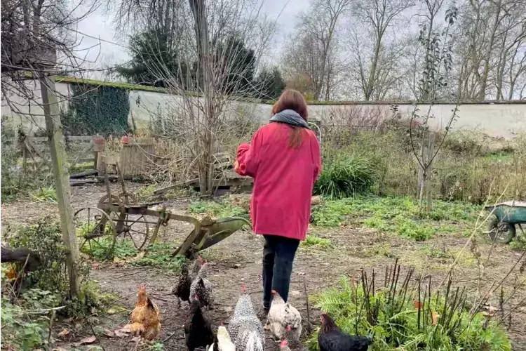 Keeping chickens in Versailles