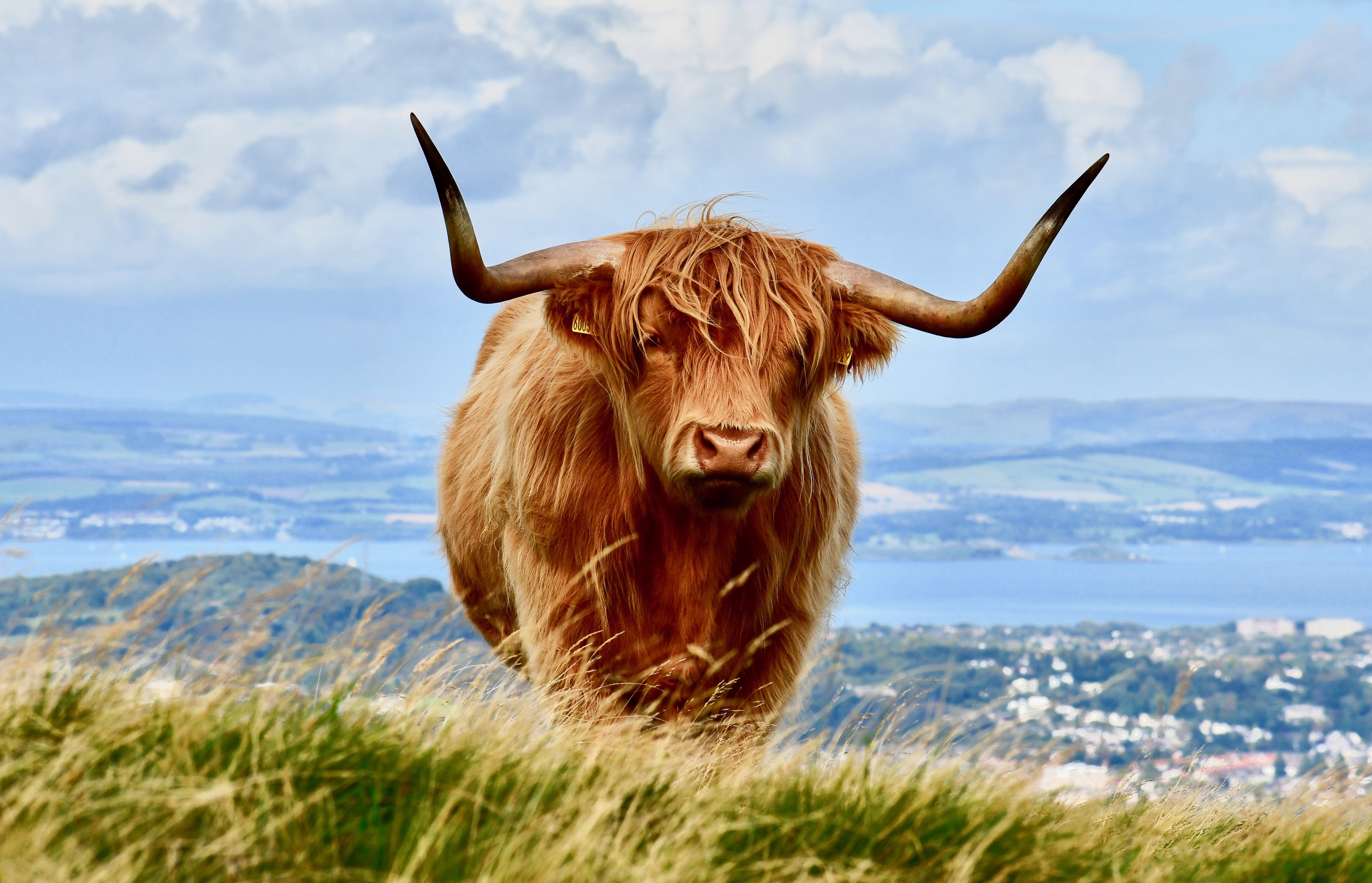 highland cow