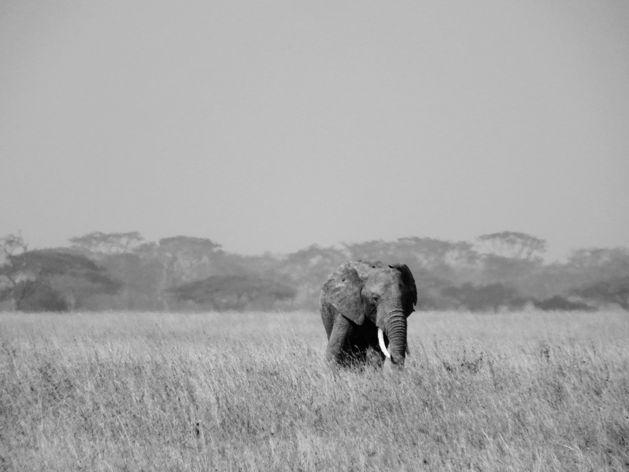 photo of elephant on safari
