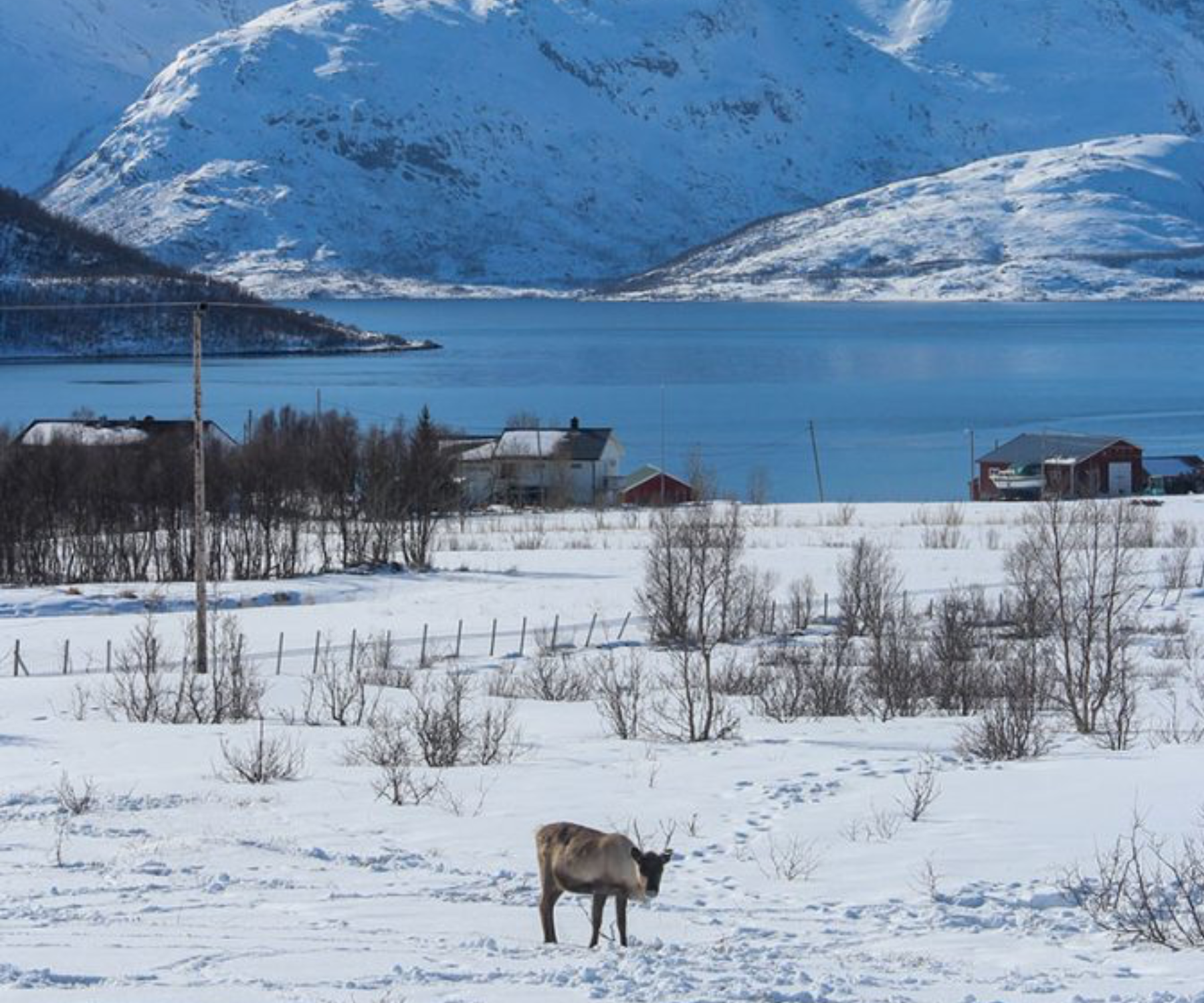 sheep in snow